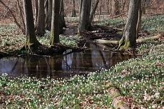Chlébské