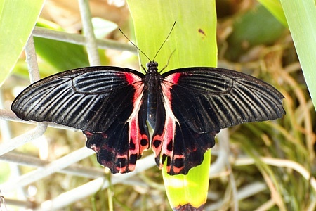 Výstava orchidejí a tropických motýlů v Brně