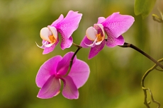 Orchideje Brno
