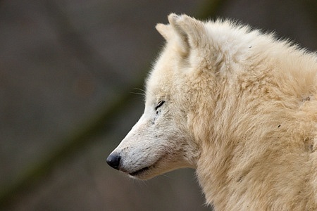 ZOO Brno